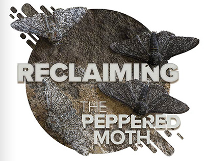 Peppered Moth article design