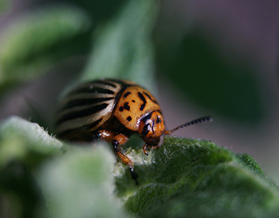 Colorado beetle in potatos.