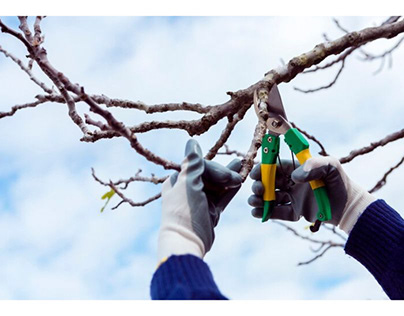Tree Pruning Services | Dynamic Tree Solutions