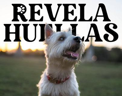 Revela Huellas: Pet Photography