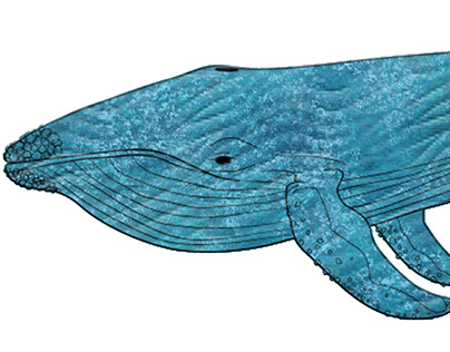 Whale Pattern