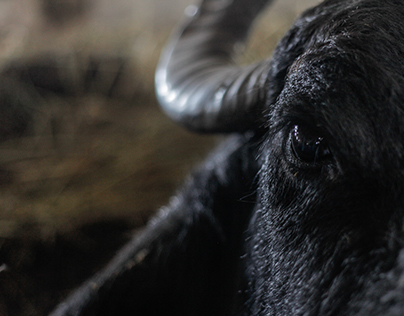Ukrainian buffaloes