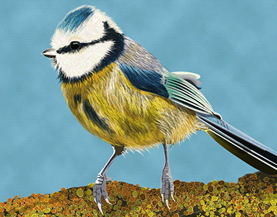Garden Birds - Blue Tit