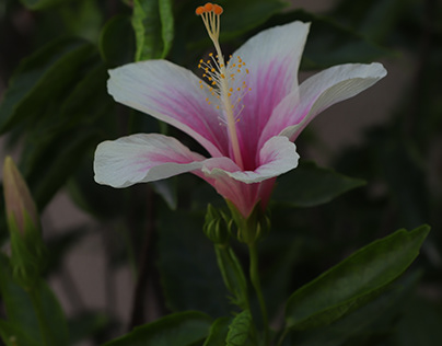 A pink hibiscus.