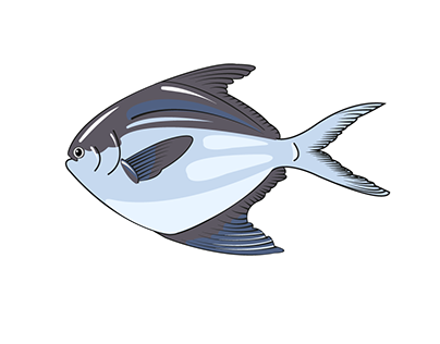 Rupchanda Fish Illustration