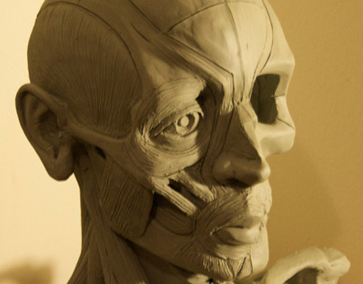 Sculpture - Male Head Ecorché