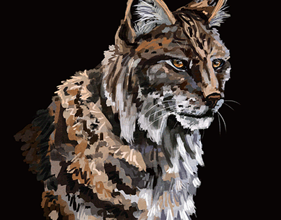 Lynx Illustration
