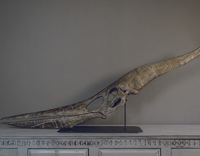 Pteranodon skull