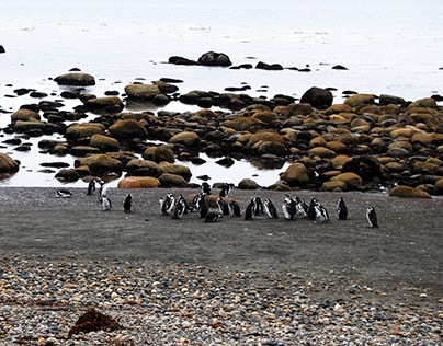 Pinguineras Chile - 2011