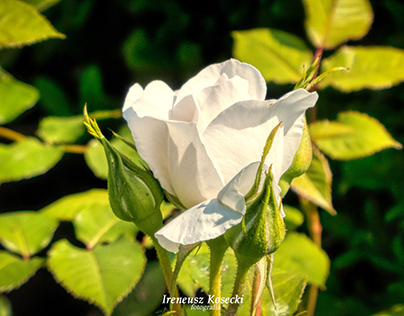 Biała Róża...