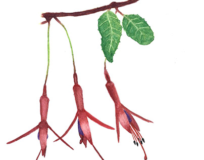 Fuchsia magellanica (Chilco)
