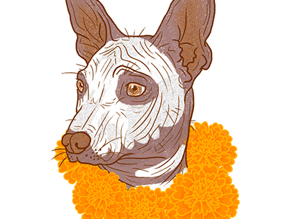 Xoloitzcuintle Projects | Photos, videos, logos, illustrations and branding  on Behance