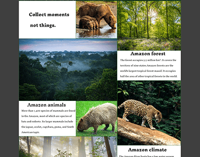 Jungles of Amazon