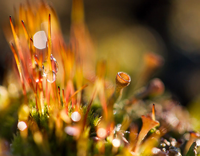 The little world of the icelandic moss