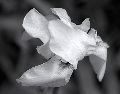 white irises in the wind