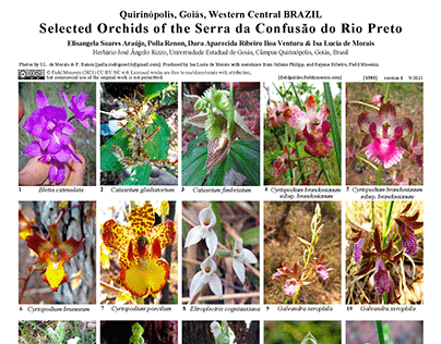 Orchids of Brazil Field Guide Design for Field Museum