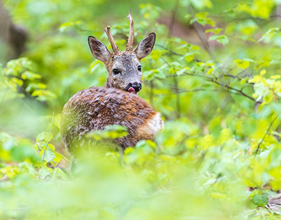 Roe deer in the Nymphenburger Schlosspark (2019)