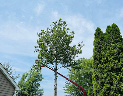 Tree Removal Services in Rochester, NY
