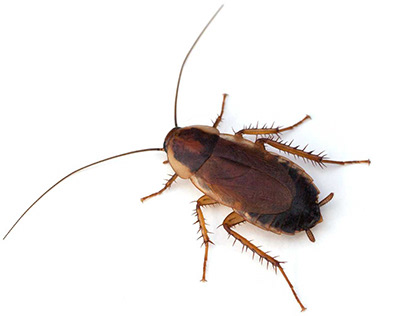 Roaches Removal in Fairfax VA