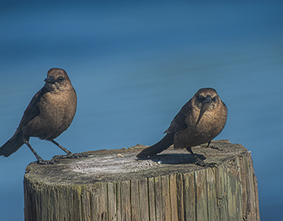female boat tailed grackle