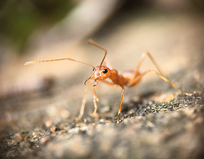 Ants HD Pictures - World Most Intelligent 10th Animals