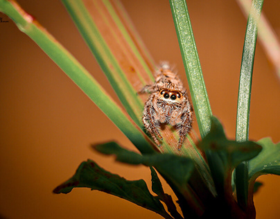 JUMPING SPIDER - The best poser