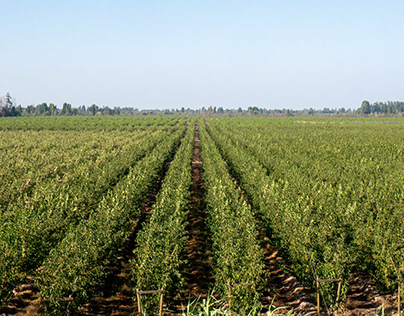 Harvest - Agricola Tuman