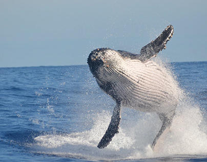 Podemos hacer el mar más seguro para las ballenas