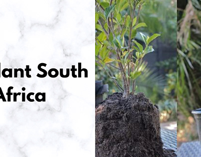 Pot plants South Africa