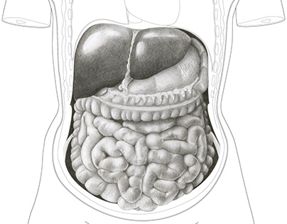 Human abdominal organs