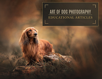 Project thumbnail - Art of Dog Photography: Educational Articles