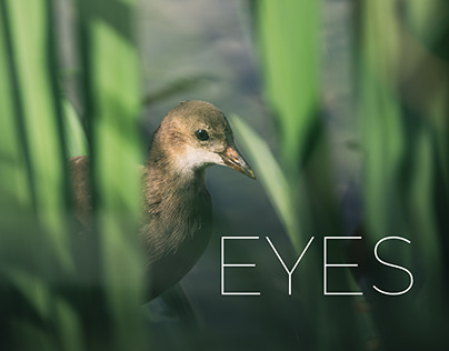 Eyes | Wildlife
