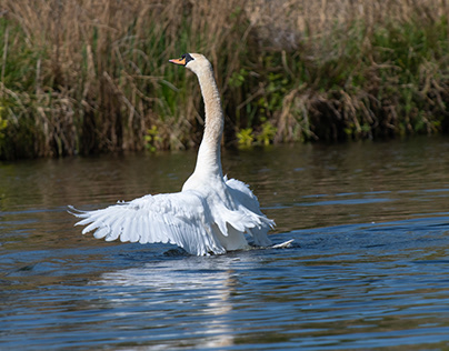 Swan dans