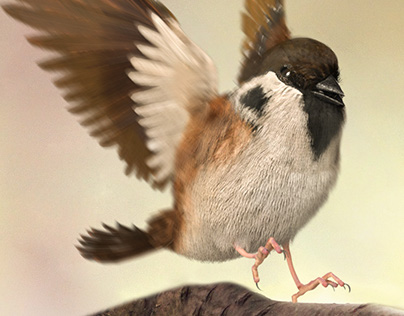 3D Sparrow