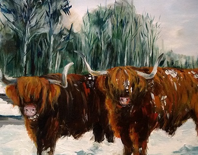 Highlands cows