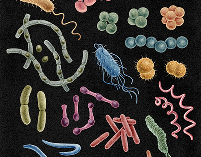 Bacteria and surface design