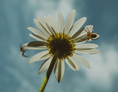 Two Spiders and a Daisy
