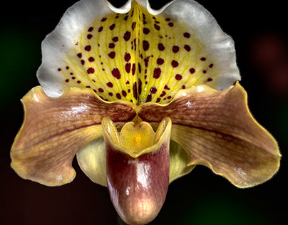 Glamor Queen Orchid