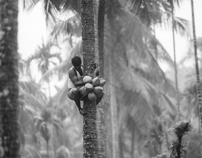 The coconut tree plucker (Work for Anvi Earth)