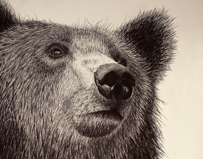 L’ours au stylo bille