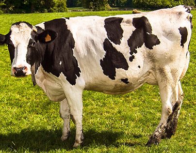 Cow: National Animal of Nepal