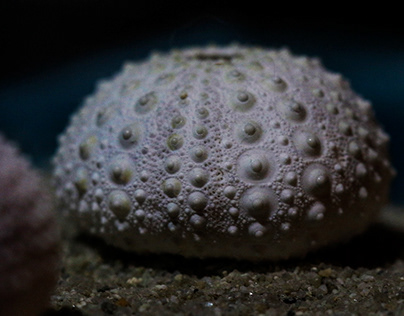 Macro: Seashells and Urchins