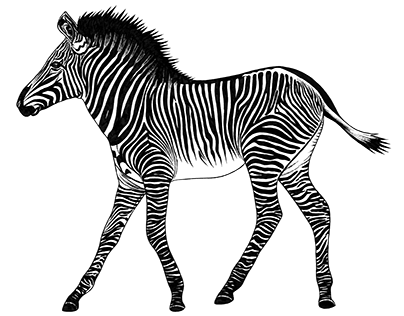 Grevy's Zebra illustrations