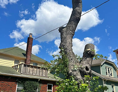 Tree Service in Rochester, NY