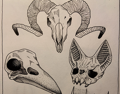 Animal Skull illustrations