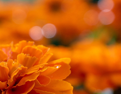 Marigold