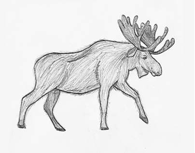 Amazing Animals (Moose)