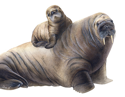 Atlantic walrus female watercolor