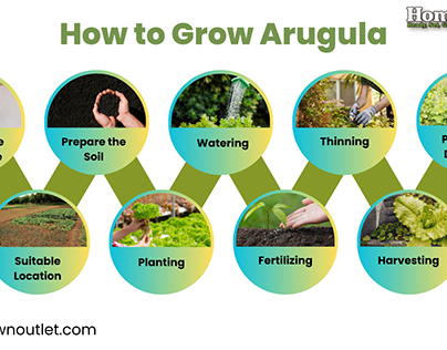 How to Grow Arugula?