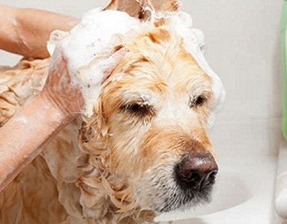 Best Dog Shampoo In Australia
